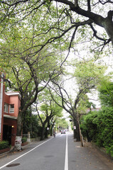 成城通りの並木道