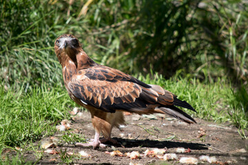 the black kite is on the ground looking for food