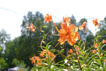 Flowers: Pennsylvanian lily, red and yellow mallow.