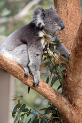 the koala has grey and white fur with a big black nose