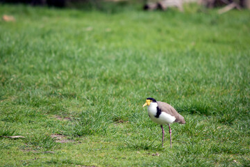 the masked lapwing is black, white with brown wings.