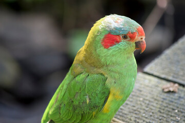 Fototapeta na wymiar the musk lorikeet is green with red beak and cheeks