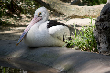 The pelican is a white and black bird with a large pink bill