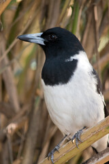 the pied butcher bird has a black head and white body. Its beak is grey with a black tip