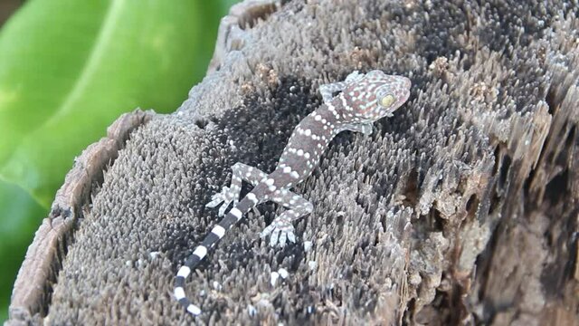 A gray-colored Toki Gecko (Gekko gecko) on the stump of a Thailand tree. Close up
