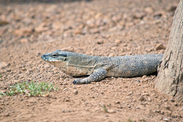 this is a close up of a rosenberg lizard