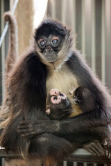 the spider monkey is cuddling her baby
