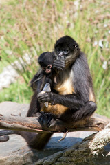 the spider monkey is eating while holding her baby