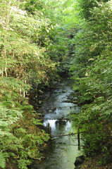 Obraz premium 井の頭公園の玉川上水