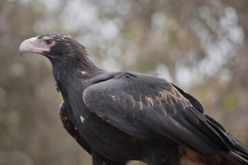 this is a side view of a wedge tailed eagle
