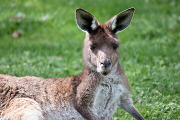 The western grey kangaroo is resting on the grass