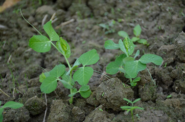 the small ripe green peas plant seedlings in the garden.