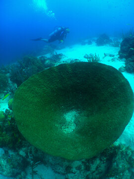 underwater scuba diver cribbean sea