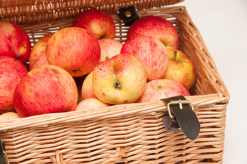 Fresh apples in wicker basket. Agriculture. Harvest concept. Fall food. Healthy food 