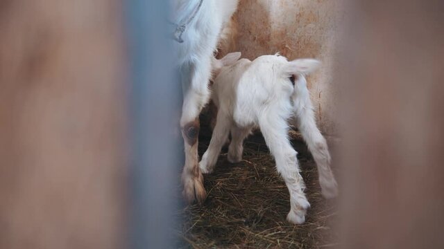Breastfeeding baby goats. Little newborn goatling sucking mother's milk in the stable. Secret footage. Livestock agriculture. Animal lifestyle. Closeup.