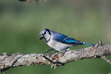 blue jay on a branch