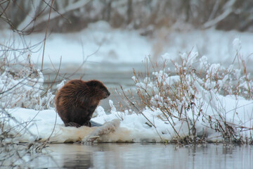 Beaver. Wild animal in winter river. Castor fiber.