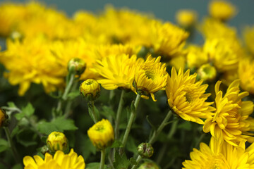 Bouquet of yellow chrysanthemums in a glass vase, autumn flowers