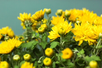 Bouquet of yellow chrysanthemums for a gift, autumn flowers close-up.