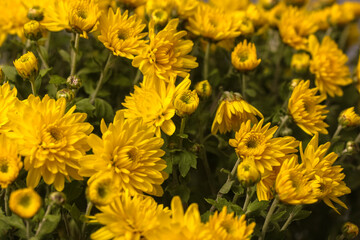 Bouquet of yellow chrysanthemums for a gift, autumn flowers close-up.