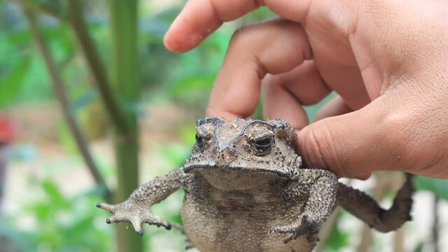 A man's hand holds Frog Kolong or the house frog. This frog has the scientific name Bufo melanostictus Schneider.