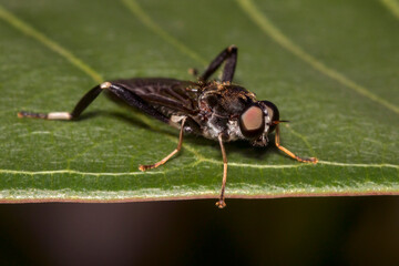 Long black fly perched on a leaf in the garden