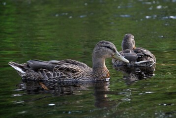 Two mallards floats on the water