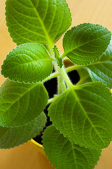 Fototapeta na wymiar Mint leaves on a wooden table closeup
