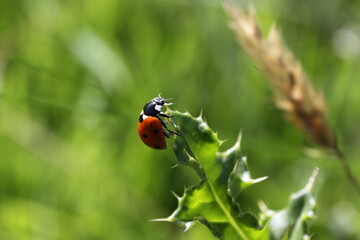 Naklejka premium ladybug on a green leaf