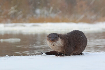 Otter. Wild animal on ice in winter river. Lutra lutra