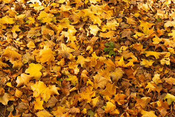 autumn leaves background