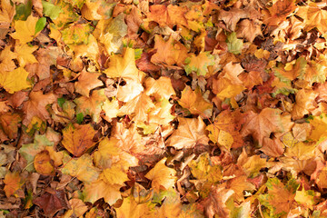 autumn leaves on the wooden surface as a autumnal decor concept 