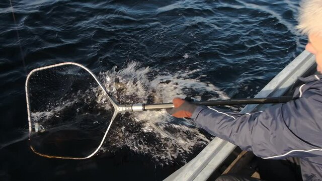 On a large dark blue lake, a fisherman caught a pike on a spinning rod and pulls it out of the water. He puts a special net under her so that she does not fall off the hook.