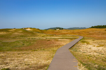 사구 해안의 억새밭 길