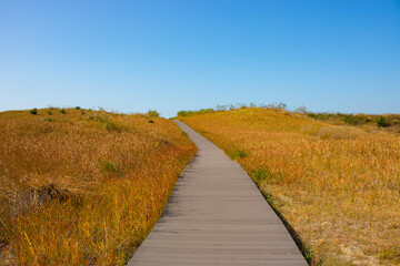 사구 해안의 억새밭 길