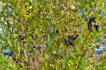 natura jesienią , na  obraz , na fototapetę , na naklejkę , obraz kolory jesieni , Polska jesień , kolorowa Polska jesień , wzór na płytki , wzór na tapetę , na tapetę ,kolory jesieni Polska 