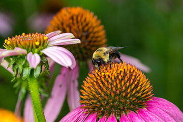 Bumble bee feeding on nectar from purple coneflower wildflower. Concept of insect and wildlife conservation, habitat preservation, and backyard flower garden
