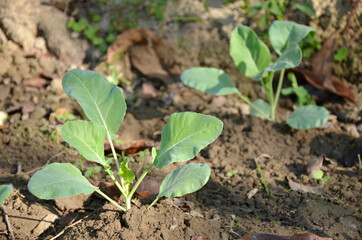 the small ripe green cabbage plant seedlings in the garden.