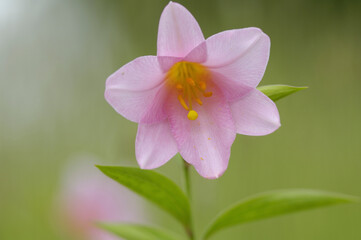 Fototapeta premium ヒメサユリ