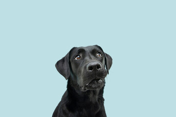 Funny black labrador dog looking up giving you whale eye caught red-handed with guilty expression....