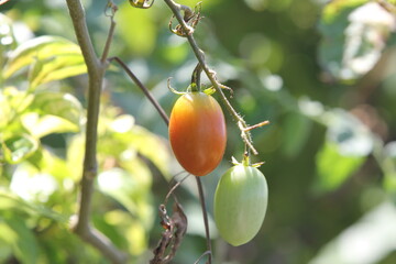 ばあちゃんの家庭菜園イメージ