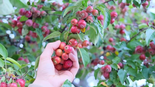 male hand touches the autumn leaves and small-fruited apple varieties tree, concept seasonal, orchard care
