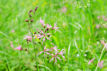 Agrarlandschaften: Wiese mit Kuckucks-Lichtnelke im Steigerwald, Bayern