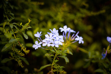 秋に咲く薄紫の花