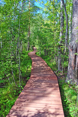Wooden walking flooring in a nature park