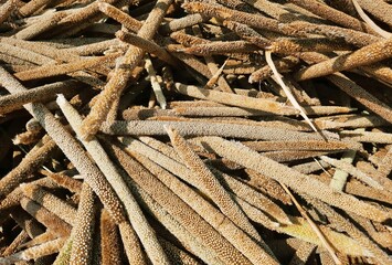 pile of unprocessed pearl millet in a field top view
