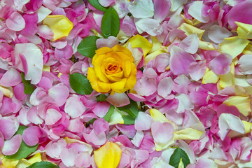 Fototapeta na wymiar 黄色いバラ