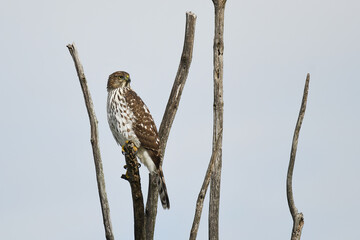 Cooper’s Hawk perched on top of a dead tree