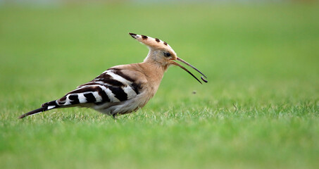 Hoopoe feeding on a cricket pitch in Yorkshire, a rare and exotic visitor