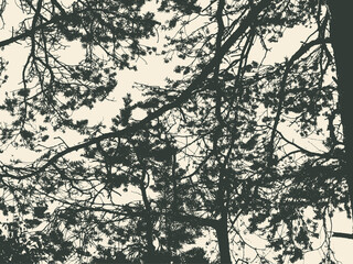 Pine tree and branches silhouette. detailed vector illustration
